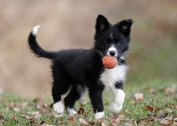 Un chiot Border Collie joue avec une balle