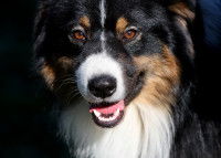 Vue proche d'un chien à l'air menaçant