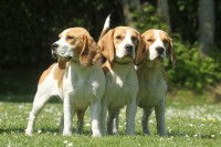 Trois chiens Beagle côte à côte