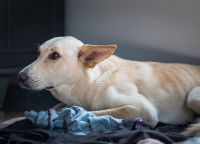 Eduquer un chien peureux