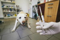 Les risques avec un chien peureux