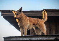Un chien se place en hauteur pour surveiller les environs