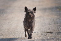 Un chien indépendant se problème seul