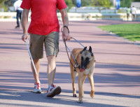 Les origines du tempérament soumis