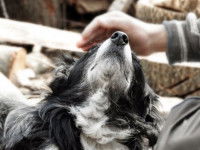 Les techniques d’approche d’un chien inconnu