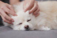 Comment savoir si un chien aime les caresses ?