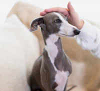 Comment savoir qu’un chien en a assez d’être caressé