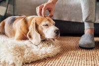 Les gestes à éviter quand on caresse un chien