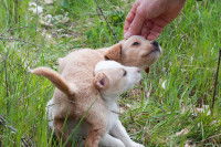 Que signifie la caresse ?