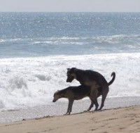 Le chevauchement du chien à caractère sexuel