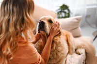 Une femme caresse un Golden Retriever nerveux pour le calmer