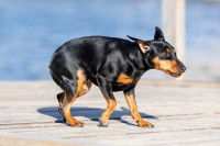 Un petit chien nerveux sur un pont de bois