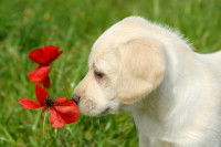 Un chiot renfile un coquelicot dans un jardin
