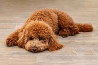 Un chiot Caniche couché sur le parquet avec un air triste