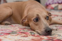 Un chien stressé et nerveux allongé sur un lit