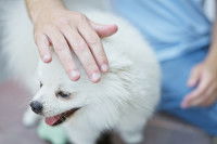 Un homme tente de calmer un petit chien blanc agité