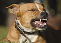 Un chien agressif montre les dents