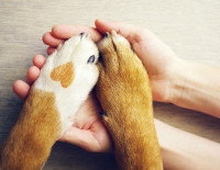 Deux mains et deux pattes de chien ensemble