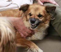 Les signes montrant qu'un chien va mordre