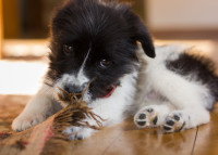 Un chiot mordille un tapis