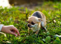 Un Chihuahua apeuré dans un jardin