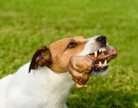 Un Jack Russell grogne avec un os dans la gueule