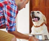 Eviter que la nourriture rende le chien agressif