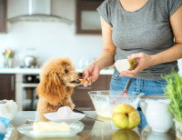 Une femme donne un morceau de poire à son Caniche