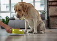 Faire manger le chien seul et au calme