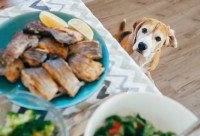 Un Labrador observe une assiette de nourriture sur la table