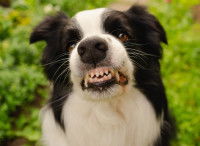 Un chien qui montre les dents et semble sur le point de mordre