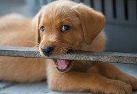 Un chiot en train de mordiller une barre en métal