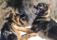 Deux gros chiens en train de se battre dans la neige