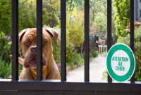Un gros chien derrière une clôture avec un panneau \