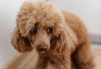 Un Caniche effrayé dans un coin du salon