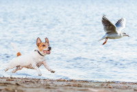 Un Jack Russell court derrière un oiseau sur la plage