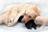 Une chienne Labrador avec ses petits