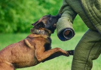 Un Malinois lors d'un entraînement au mordant
