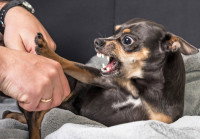 L'agressivité redirigée du chien