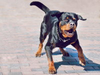 Un chiot Rottweiler aboie avec agressivité dans la rue