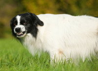 Un petit chien grogne et montre les dents dans l'herbe