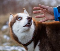 Un Husky figé parce qu'un homme tente de le caresser