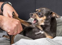 Le chien fait les gros yeux