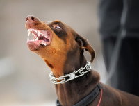 Un chien montre les dents avec un air agressif
