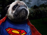 Un Carlin avec un costume de superman