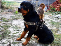Un Rottweiller avec un singe sur son dos