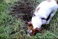 Comment empêcher son chien de creuser le jardin ?
