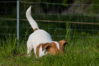 Un chiot Jack Russell creuse un trou