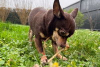 Un Chihuahua avec un os dans le jardin