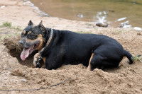 Rottweiler couch&eacute; dans le trou qu'il a creus&eacute;